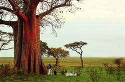 Kenya landscape with Baobab tree.